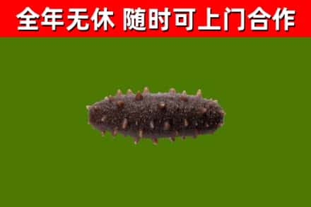 丹寨烟酒回收干海参.jpg